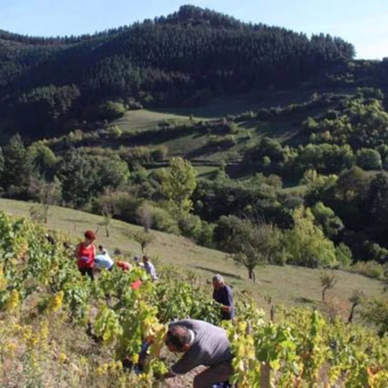 Bodega Cayo